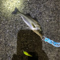 シーズン開幕!?