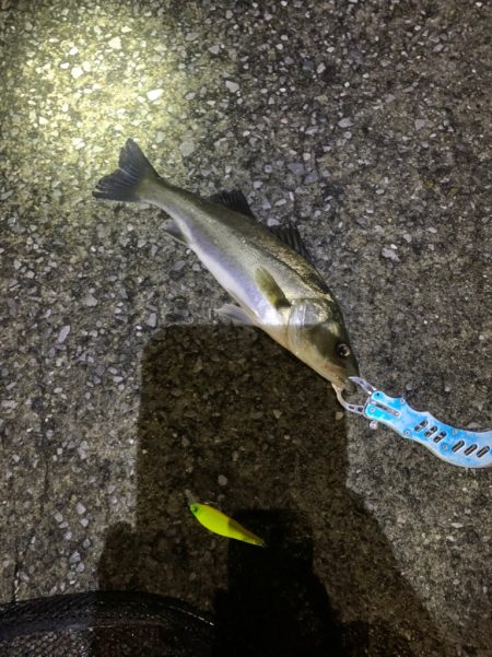 シーズン開幕!?