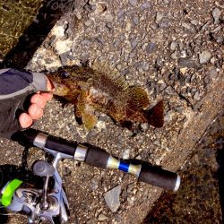 穴釣り今年7回目