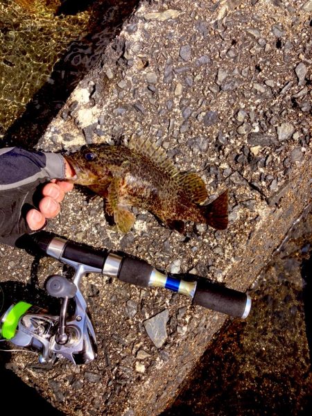 穴釣り今年7回目