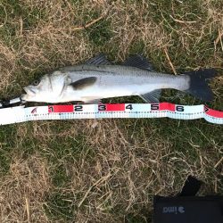 イナっこパターン❗️