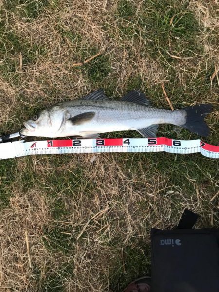 イナっこパターン❗þ…