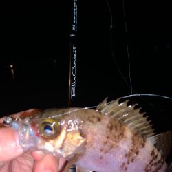 激渋で特定の釣り方しか反応しない中…