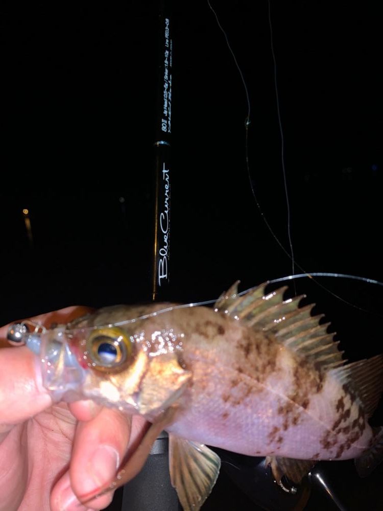 激渋で特定の釣り方しか反応しない中…