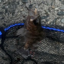 春告魚ですね〜