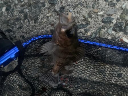 春告魚ですね〜