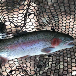 お昼からまったりトラウト