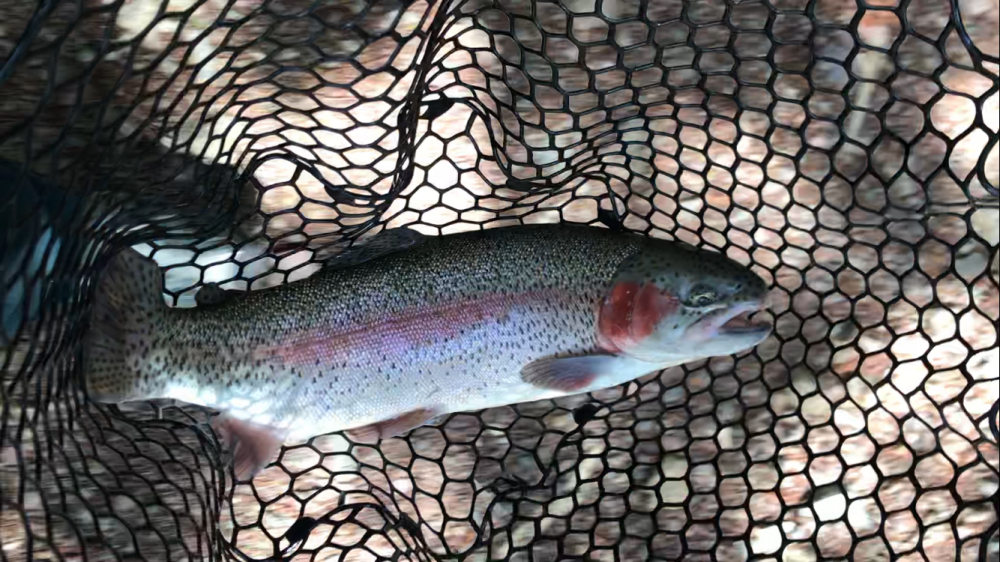 お昼からまったりトラウト