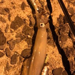 激渋ヤリイカ釣り