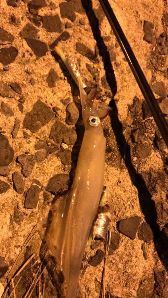 激渋ヤリイカ釣り