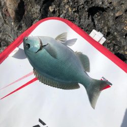 磯でラスト寒グレ釣り