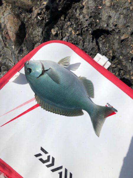 磯でラスト寒グレ釣り