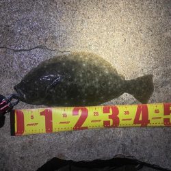 ヒラメ・シーバス