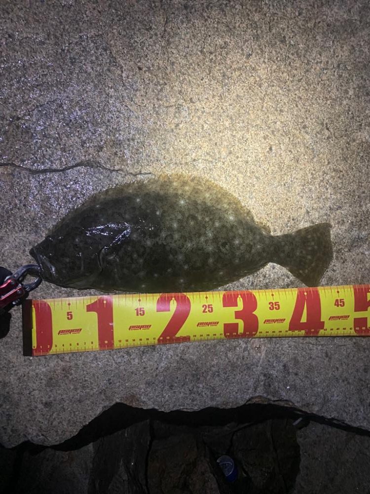 ヒラメ・シーバス