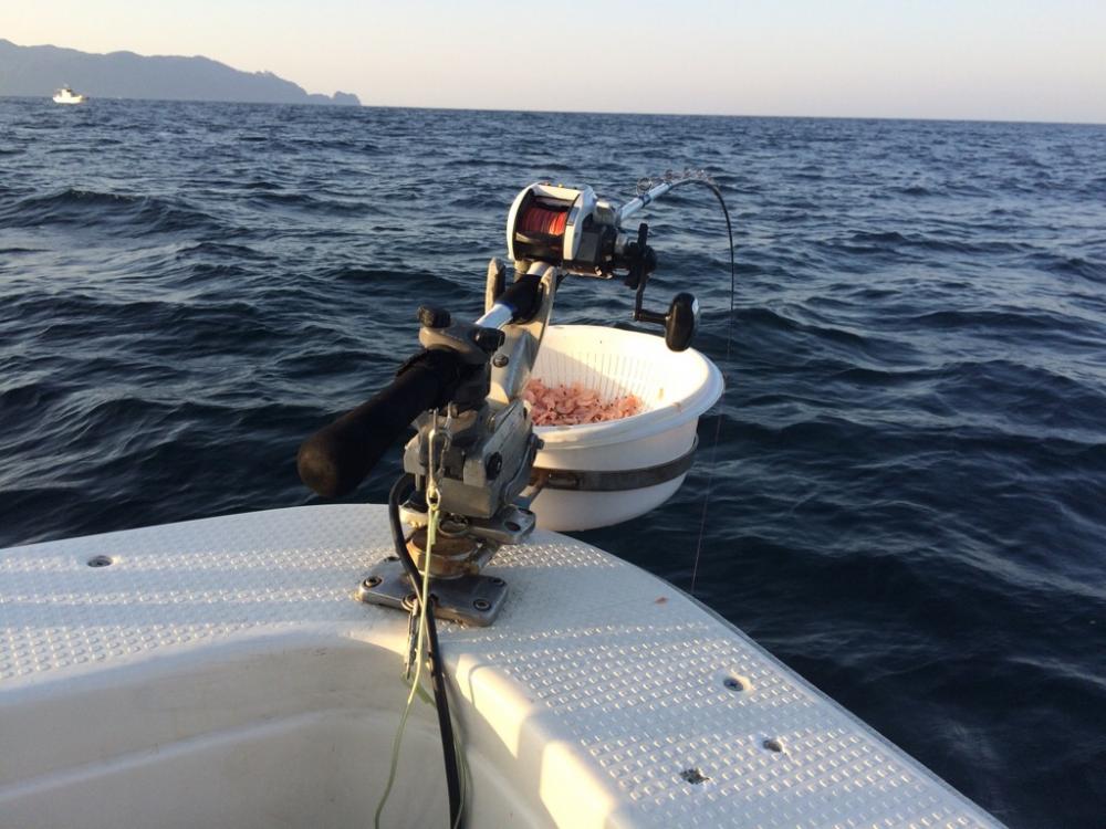 鹿児島湾の乗っ込みマダイ