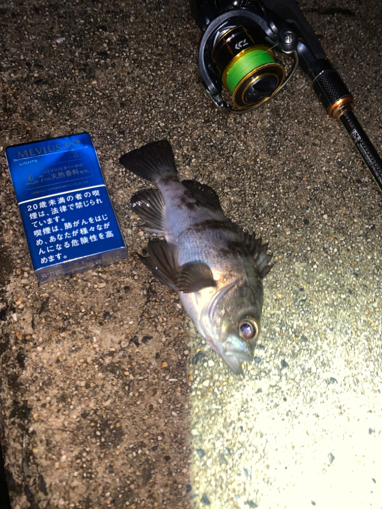 メバル26 +タケノコメバル1