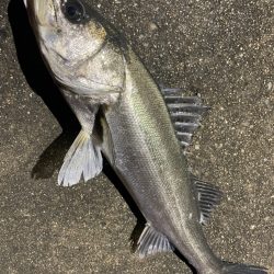 夕まずめの上げ7〜８部