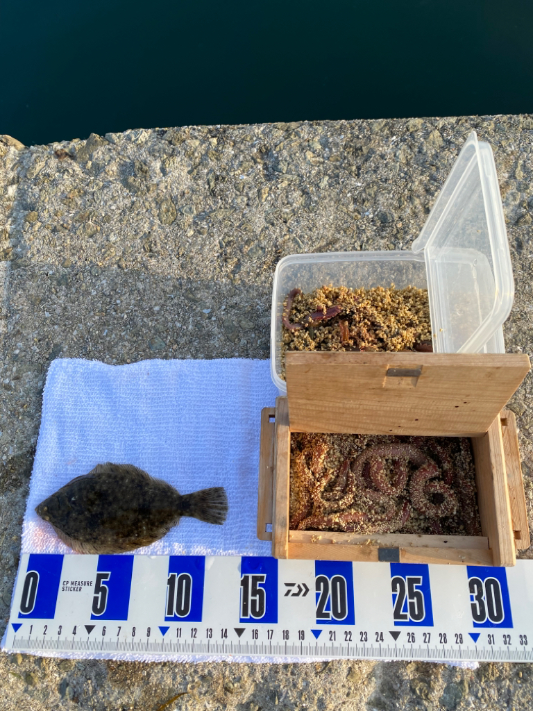 花見カレイ狙い　投げ釣り