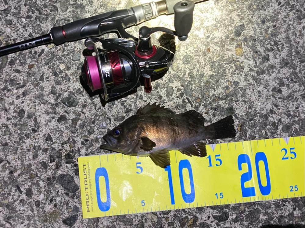 強風の中でのメバリング