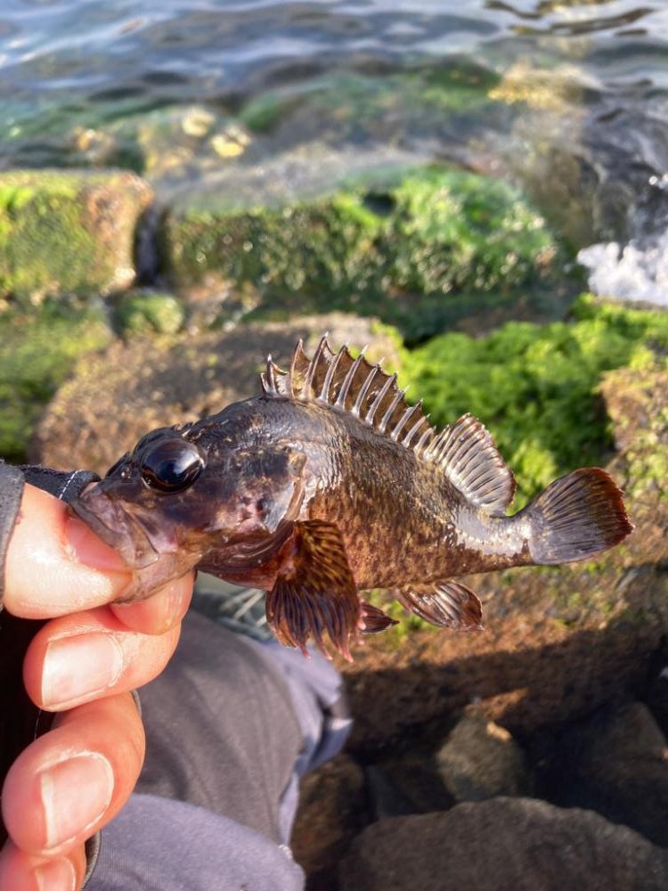 本年釣行14日目、穴釣り6回目
