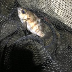 フロートメバリング