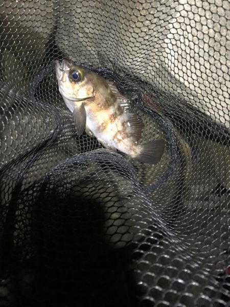 フロートメバリング