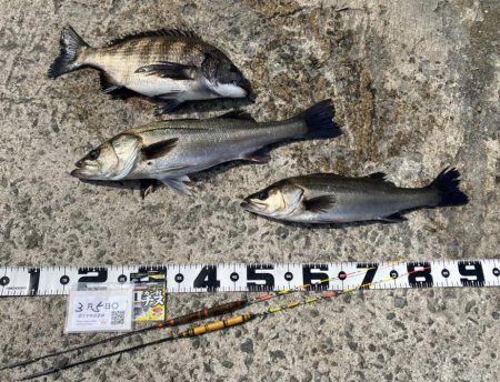 ★エビ撒きグランプリ　3月 ②