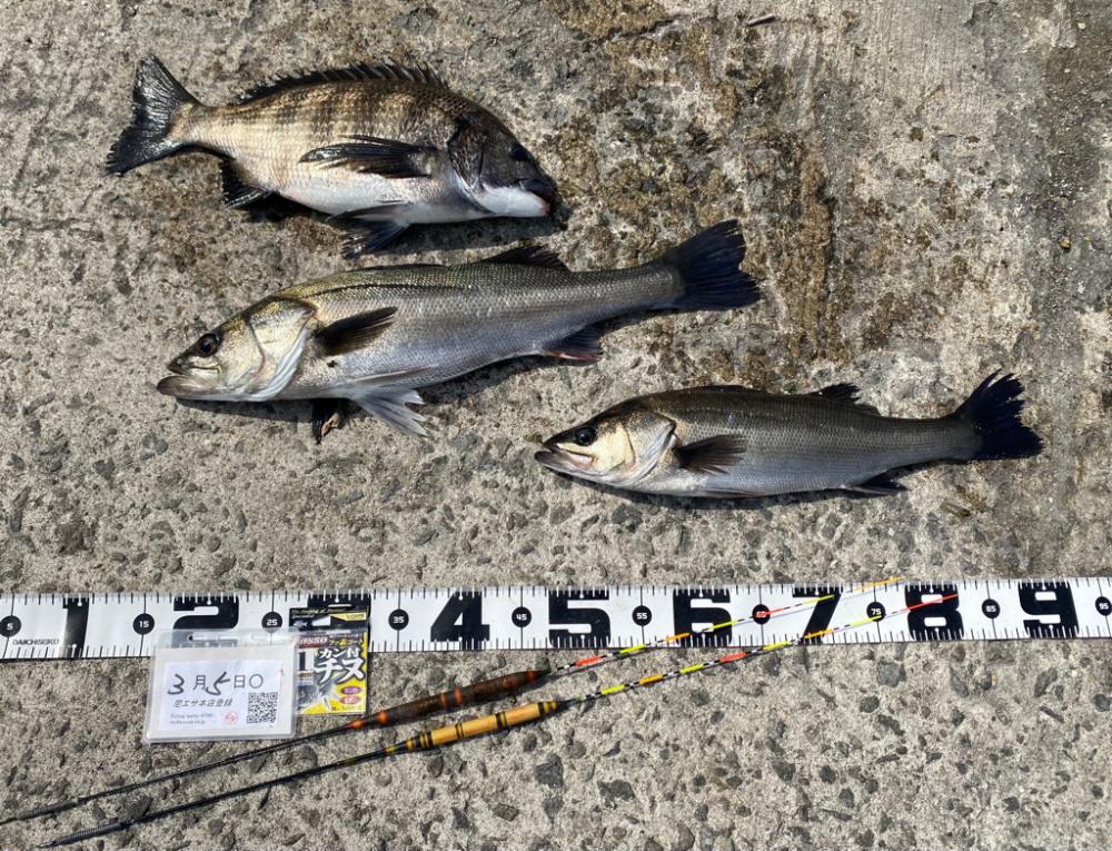 ★エビ撒きグランプリ　3月 ②