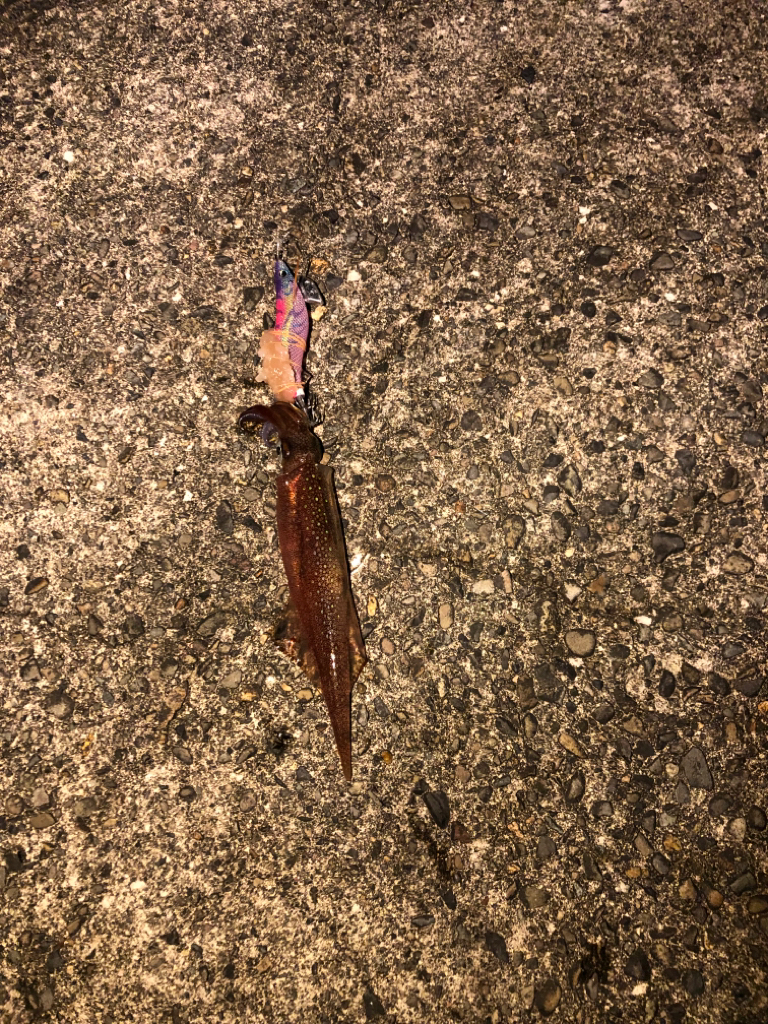 【越前】ポイント探し