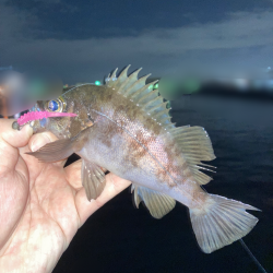 アジを探しに行ったのですが