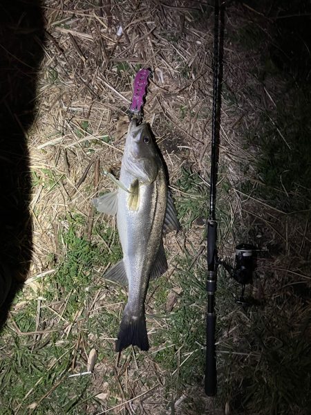 埼玉のバチ抜けシーバス