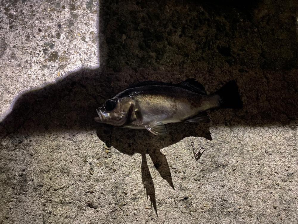 フロートメバリング