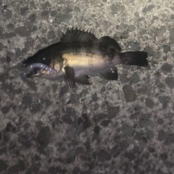 シャローフリーク