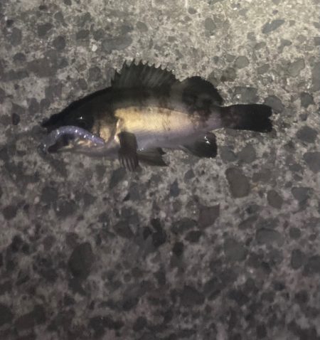 シャローフリーク