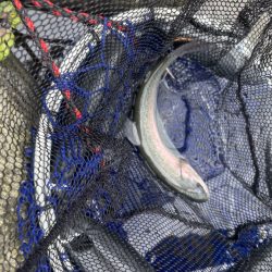 久々の中津川 長男トラウトリベンジ!