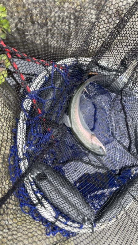 久々の中津川　長男トラウトリベンジ！