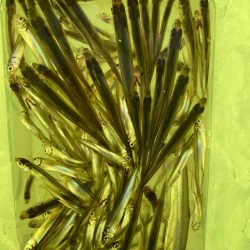 氷上ワカサギ釣り