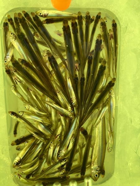 氷上ワカサギ釣り