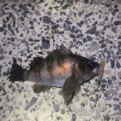 久しぶりのメバル