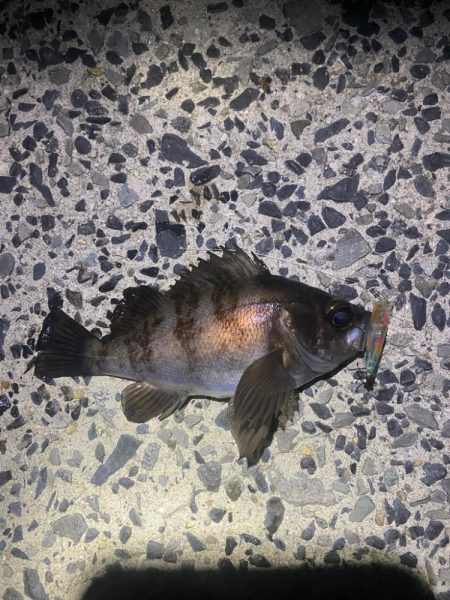 久しぶりのメバル