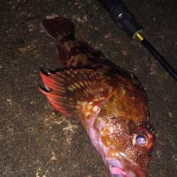 ボトムワイルドゲームpart2