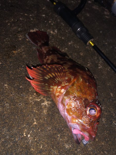 ボトムワイルドゲームpart2