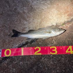 強風の中、何とか一匹