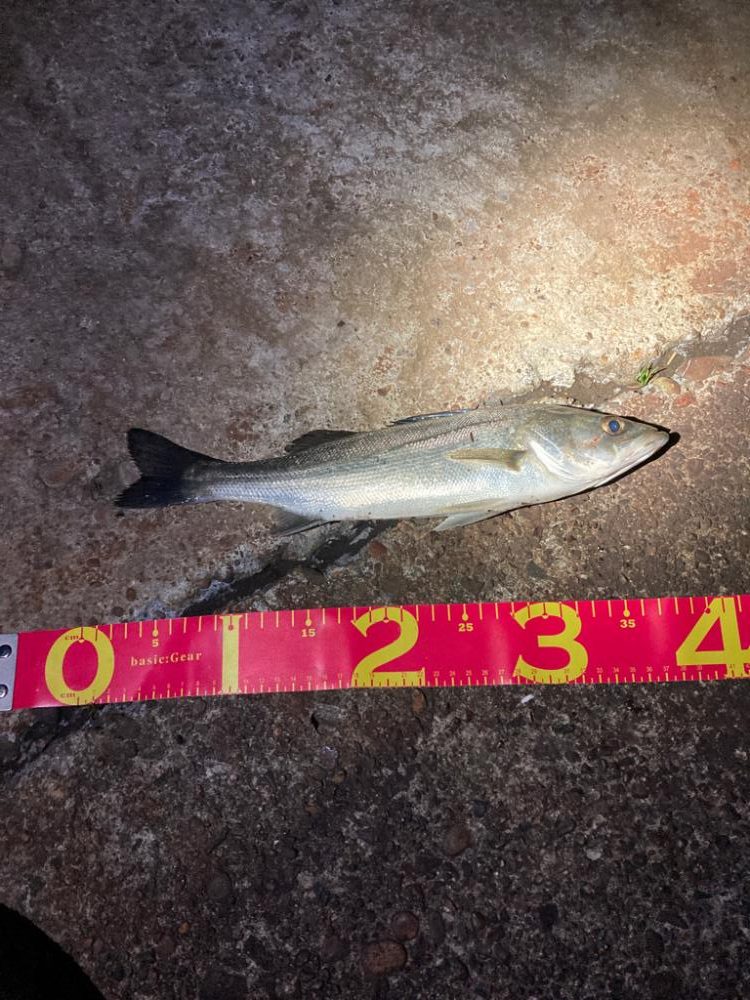 強風の中、何とか一匹