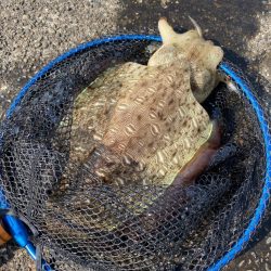 釣れてしもうた〜