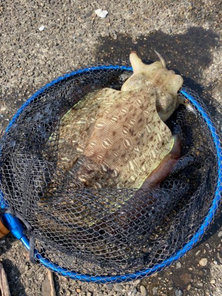 釣れてしもうた〜