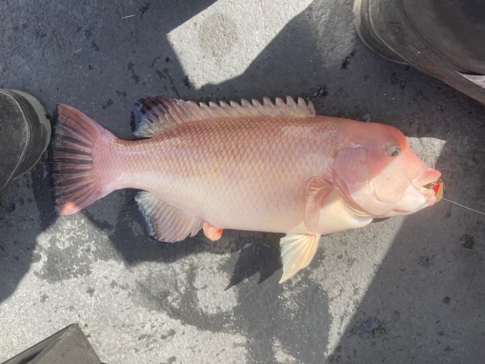 激渋？！一つテンヤ