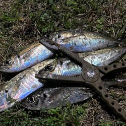 ジグ単de〜アジング…春アジ居った(^^)…