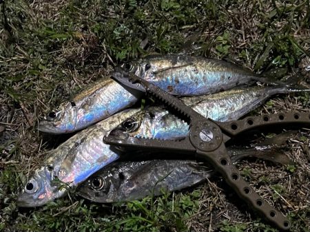 ジグ単de〜アジング…春アジ居った(^^)…