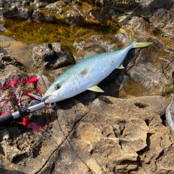 ハヤブサ　ジャックアイマキマキ　